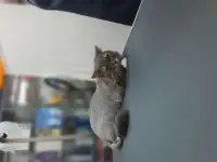 Стрижка котов и кошек любой агрессивности без наркоза