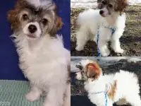 Китайская хохлатая собачка