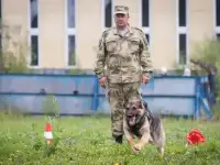Щенки немецкой овчарки