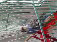 Попугайчик волнистый,продажа!