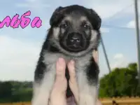 Щенки Восточноевропейской овчарки