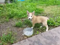 Щенки дворняжки