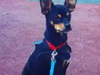 Пропала собака