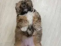 Золотая девочка ши-тцу, фотография 7