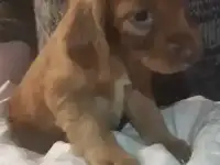 Английский спантель