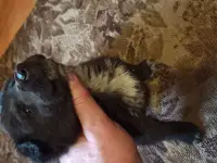 Отдам в добрые руки, фотография 4