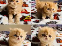 Персидские котята экстремалы
