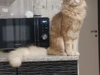 Котята мейн-кун, фотография 2