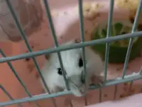 Хомяк