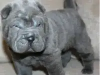 породные щенки шарпея