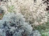 садовые многолетники.