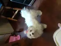 Мальтезе болонка