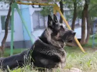 Восточноевропейская овчарка.род.РКФ.