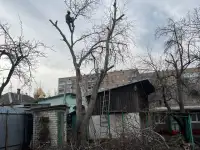 Спил деревьев обрезка веток, фотография 2