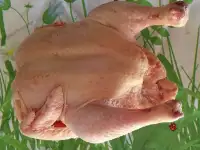 Куры несушки, фотография 4
