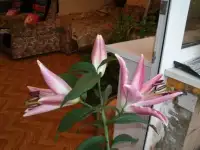 Цветы в горшках, фотография 4