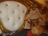Продаю щенка
