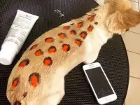 Стрижка кошек и собак, фотография 7