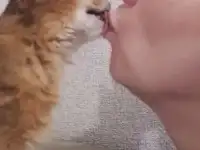 КОТЯТА, фотография 10