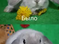Крольчата из питомника, фотография 2