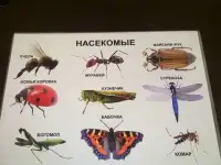 Развивающие плакаты, фотография 7