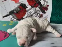Бишон Фризе.Щенки., фотография 4