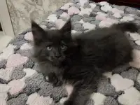 Котята Мейн куны, фотография 2