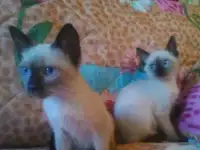 Сиамские котята в хорошие руки 2 месяца, фотография 4