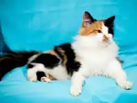 Кошечка Катя