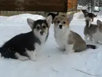 Великолепные щенки Вельш Корги Пемброк, фотография 10