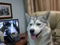 Ищем невесту!, фотография 6