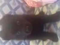 Щенки немецкой овчарки