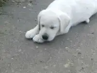 Продам щенка лабрадора срочно