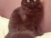 Продам котят британцев