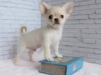 красивые щенки Чихуахуа, фотография 3