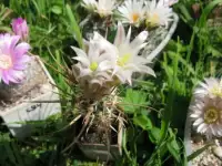 Продажа кактусов и др.суккулунтов, фотография 2