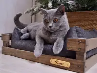 Именная лежанка для кошек и собак мелких пород 55х40 см, фотография 2