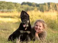 восточноевропейские овчарки, фотография 6