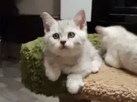 Британский котенок окрас серебристая шиншилла