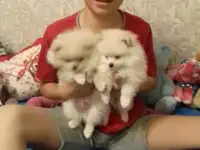 померанские шпицы мальчики цвет крем, тип мишка