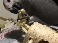 Птенцы жако, фотография 2