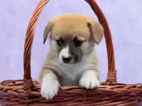 Шикарные щенки вельш-корги пемброк, фотография 3