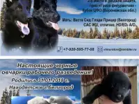 Щенки черной немецкой овчарки рабочего разведения