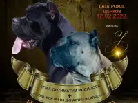 Щенки Кане Корсо из питомника