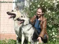 Восточноевропейские овчарки.Род.РКФ