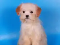 мальтипу Ф1 щенки   девочки мини, фотография 10