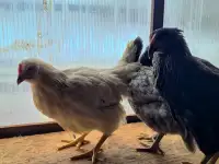 Куры несушки с доставкой, фотография 2
