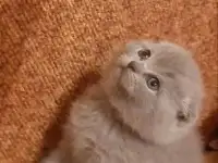 шотландские котята, фотография 4