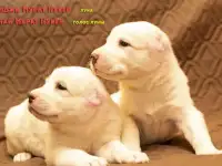 Чистокровные щенки Алабаи