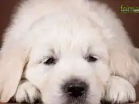 Очаровательные золотистые щенята, фотография 5